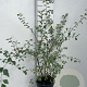 Spiraea vanhouttei 60-80 cm 3,0L