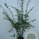 Spiraea vanhouttei 100-125 cm 5,0L