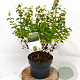 Symphoricarpos Symphony Rock 30-40 cm 3,0L