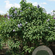 Syringa vulgaris 200-250 cm draadkluit struik