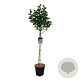 Syringa v. Beauty of Moscow 90 cm stam 15L