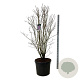 Syringa v. 'Charles Joly' 150-175 cm cont. 90L extra