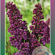 Syringa v. Ludwig Spaeth 60-80 cm 5,0L 3-5 tak