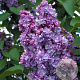 Syringa v. 'Michel Buchner' 60-80 cm 7,5L