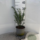 Taxus baccata 20-25 cm 2,0L