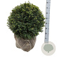 Taxus baccata 55-60 cm met kluit bol extra