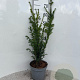 Taxus baccata 60-70 cm 5,0L