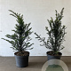Taxus baccata 60-80 cm 7,5L