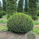 Taxus baccata 140-150 cm draadkluit bol