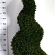 Taxus baccata 175-200 cm cont. 130L spiraal