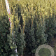 Taxus media 'Hicksii' 140-160 cm met kluit extra