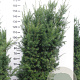 Taxus media 'Hicksii' 160-180 cm met kluit extra