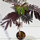 Albizia julibr. 'Summer Chocolate' 60-80 cm 3,0L