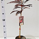 Albizia julibr. 'Summer Chocolate' 60-80 cm 3,0L