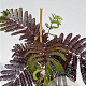 Albizia julibr. 'Summer Chocolate' 60-80 cm 3,0L