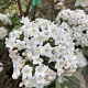 Viburnum burkwoodii 25 cm P17