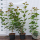 Viburnum opulus 60-80 cm 2,0L