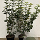 Viburnum opulus 80-100 cm 7,5L
