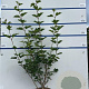Viburnum opulus 100-125 cm 7,5L solitair