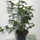 Viburnum opulus 'Roseum' 60-80 cm 7,5L