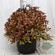 Weigela florida All Summer Monet 50-70 cm 12L