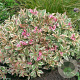 Weigela florida 'Verweig' 60-80 cm 40L struik