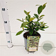 Aronia melanocarpa 'Hugin' 30-40 cm 2,5L