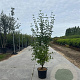 Cornus mas 150-175 cm 20L meerstammig