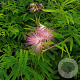 Calliandra surinamensis 40-50 cm 3,0L