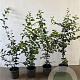 Carpinus betulus 60-80 cm 2,5L