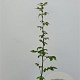 Carpinus betulus 60-80 cm 2,5L