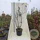 Prunus serrula 200-250 cm cont. 55L meerstammig