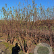 Prunus serrula 450-500 cm draadkluit meerstammig