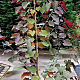 Cercis can. 'Merlot' 175-200 cm 15L