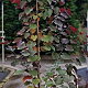 Cercis can. 'Merlot' 175-200 cm 15L