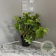 Alchemilla mollis GM 2,0L