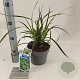 Carex morrowii 'Ice Dance' 20-25 cm 2,0L