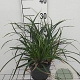 Carex morrowii 'Irish Green' GM 2,0L