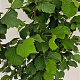Corylus avellana 175-200 cm 15L