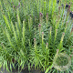 Liatris spicata 'Kobold' GM 2,0L