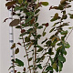 Corylus m. 'Purpurea' 175-200 cm 15L
