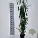 Panicum virgatum 'Northwind' 30-50 cm 3,0L