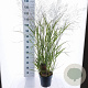 Panicum virgatum 'Squaw' 60-90 cm 6,5L