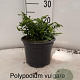 Polypodium vulgare 20-25 cm 2,0L