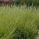 Sesleria autumnalis plantgoed P9