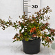 Abelia grandiflora 25-30 cm 3,0L