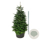 Abies nordmanniana 225-250 cm cont. 285L solitair