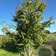 Acer buergerianum 400-450 cm draadkluit meerstammig