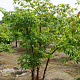 Acer griseum 400-450 cm draadkluit meerstammig