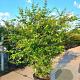 Acer palmatum 200-250 cm cont. 180L meerstammig